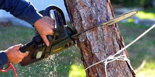 How Our Tree Care Process Works  in East Grand Forks, MN